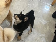 -柴犬小屋·柴餐厅·狗咖食堂(金鼎广场店)