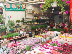 -桂林市花鸟市场