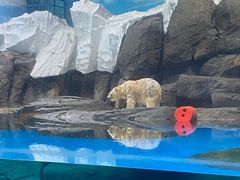 -海合安武汉极地海洋公园