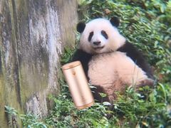 -成都动物园