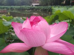 -陈家山荷花公园