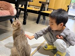 -琪喵猫屋·撸猫猫咖·猫舍