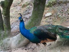 -泉州海丝野生动物世界