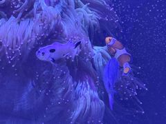 -海合安武汉极地海洋公园
