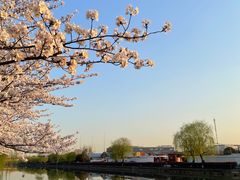 -高东镇樱花园