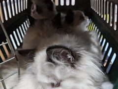 -瑞派名望志远动物医院·猫科·內科·异宠专科(直港大道店)