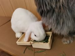 -猫猫幼稚园·撸猫·桌游·电玩