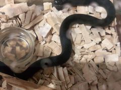 -酷以爬仙阁实体爬宠店·守宫·蜥蜴·专业繁育