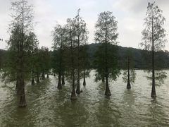 -顺峰山公园