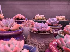 -琥珀老六龙虾(四里河店)