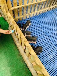 -萌宠亲子动物乐园(槐房万达店)