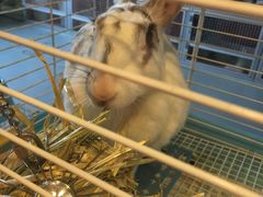 -藦茜花园宠物主题亲子互动体验馆(国顺东路店)