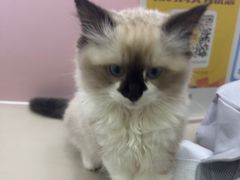-阿荣24H宠物医院·综合型转诊中心·CT·核磁影像中心