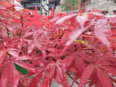 -渭南桃花源民俗文化园