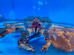 帝王蟹-快乐海鲜城(虎泉街店)