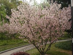垂丝海棠-兰溪青年公园