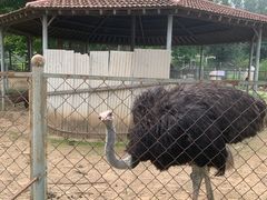 -意大利农场度假村