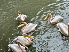 -广州长隆飞鸟乐园