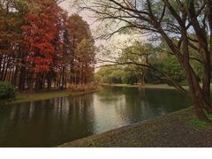 -上海共青森林公园