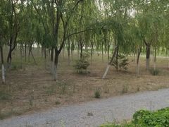 -西青郊野公园