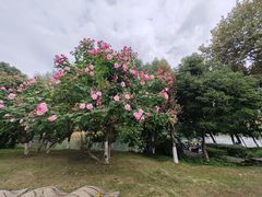-二钳洞庭虾蟹·江湖菜(成都鹭岛店)