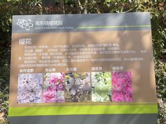 -高东镇樱花园