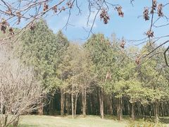 -黄帝陵