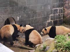 -中国大熊猫保护研究中心雅安碧峰峡基地