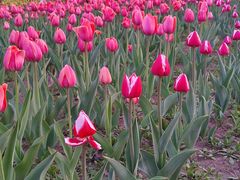 -长春公园(普阳街道)