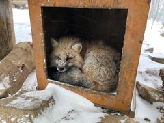 -宫城藏王狐狸村