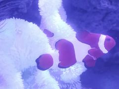 -上和臻品中国菜(花园街店)