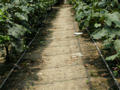 -马陆小张葡萄园农家乐