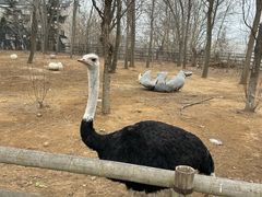 -大连森林动物园