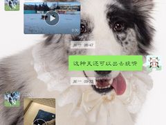 -趣玩宠物乐园寄养训犬训狗游泳池
