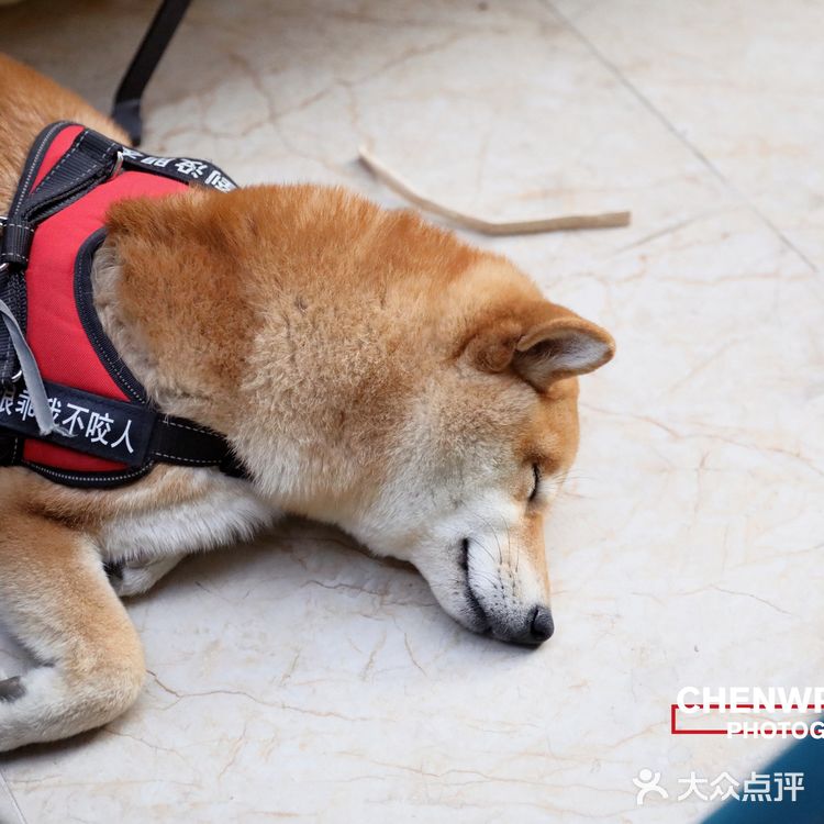 开在住宅区的网红甜品店：网红甜品面包到底如何？
