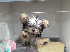 -萌宠之家·腊肠犬·马尔泰·小体犬舍