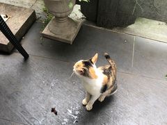 -阿巧茶庄