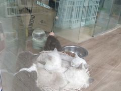 -狗不理喵子(百富路店)