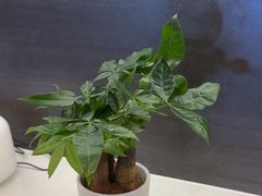 -鹿栖(佛山季华园店)