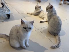 -怪兽屋·羊驼·猫咖·狗咖(俊华广场店)