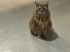 -藏猫猫咖啡主题馆(中央大道店)