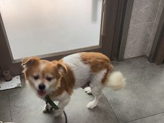 -瑞鹏宠物医院·骨外科·心肾科·肿瘤科(九亭店)