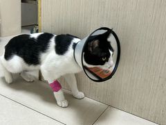 -宠颐生汉谟拉比宠物医院