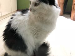 -猫亿天猫咖