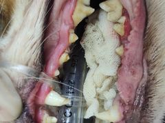 -芭比堂动物医院广州顽皮分院
