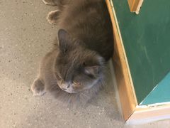-飞行喵MR PILOT|猫舍·猫咖(静安大融城店)