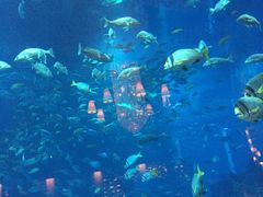 -迪拜帆船酒店海底餐厅