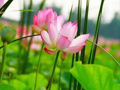 -荷塘月色湿地公园·向阳花洲