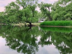 -上海共青森林公园