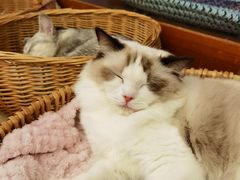 -猫友咖啡店(玉林西路店)
